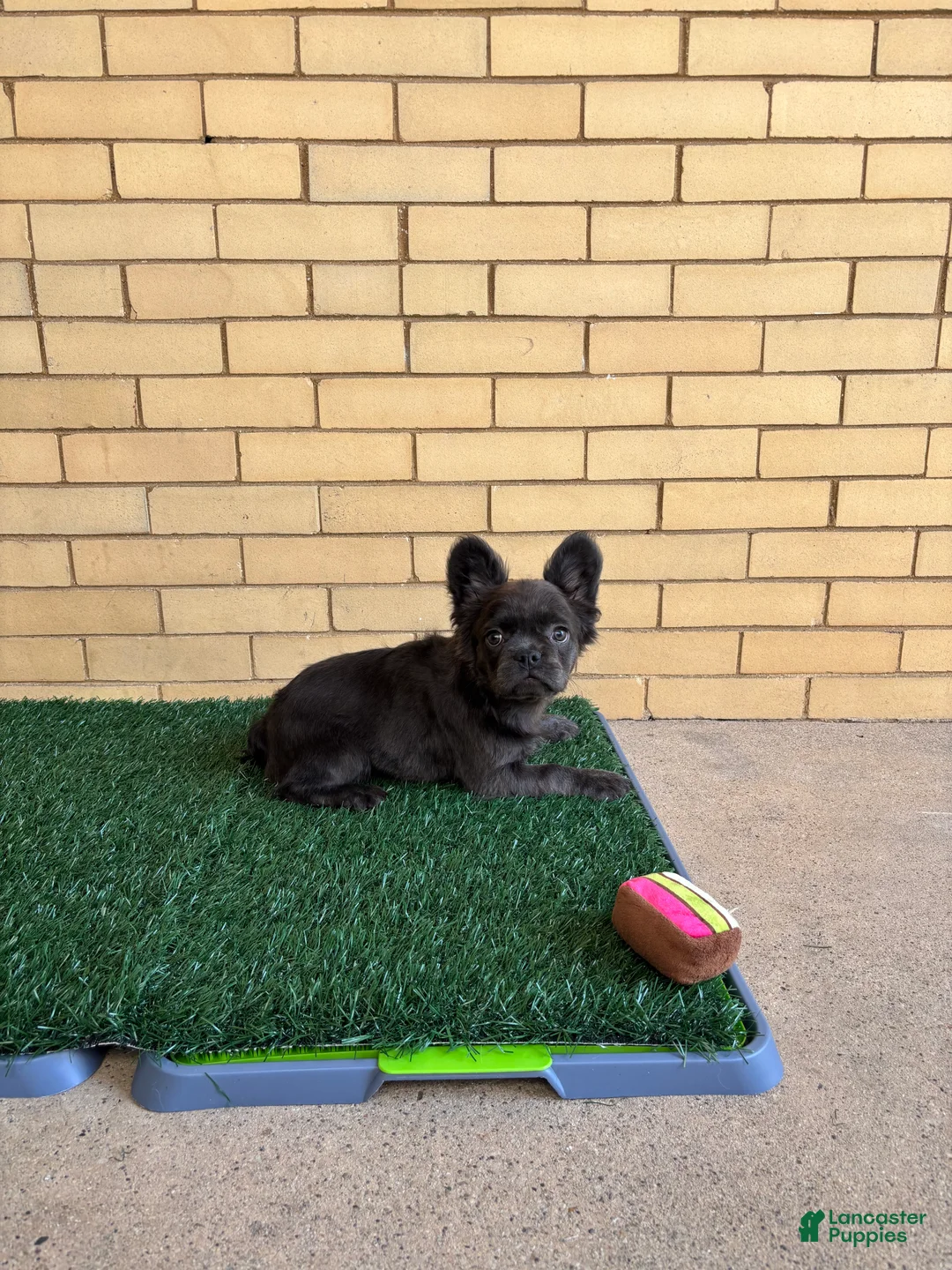 French Bulldog dogs for sale: Zoe - Ad 1