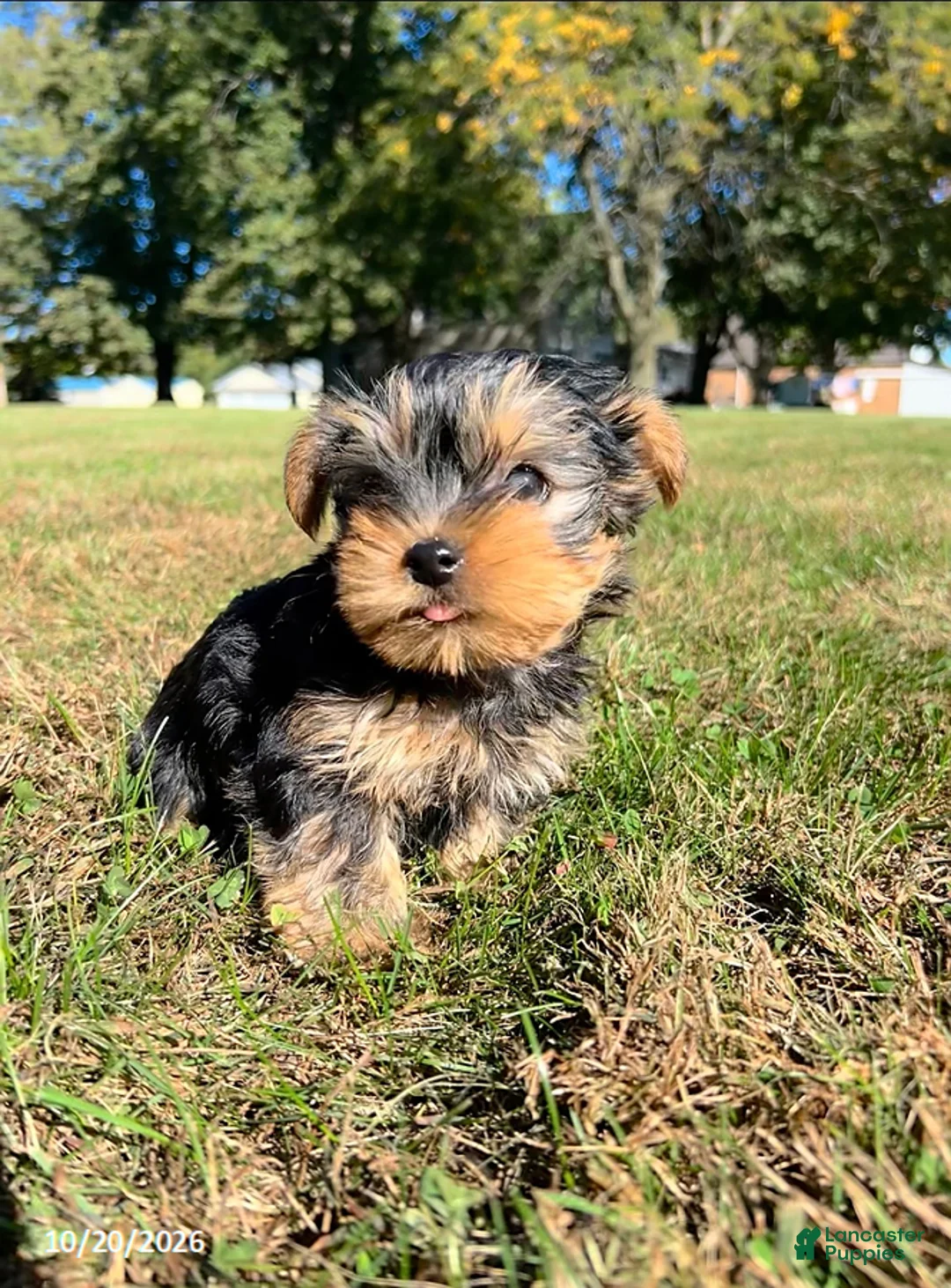 Yorkshire Terrier dogs for sale: Teddy - Ad 5
