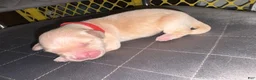 Golden Retriever dogs for sale: Toast - Ad 3