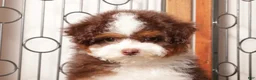 Mini Aussiedoodle dogs for sale: Ella - Shy F1B Mini Aussie Doodle  - Ad 3