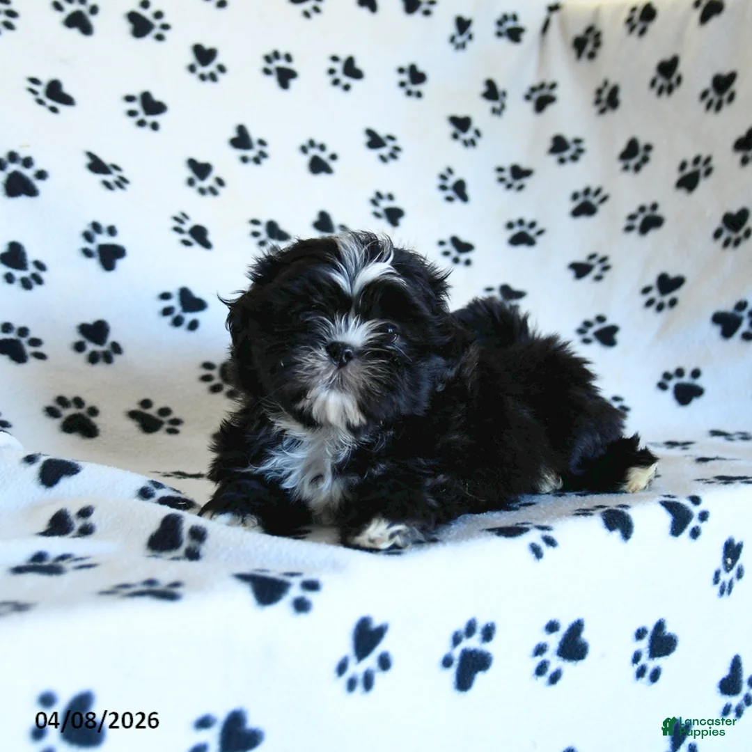 Shih Tzu dogs for sale: Finn - Ad 5
