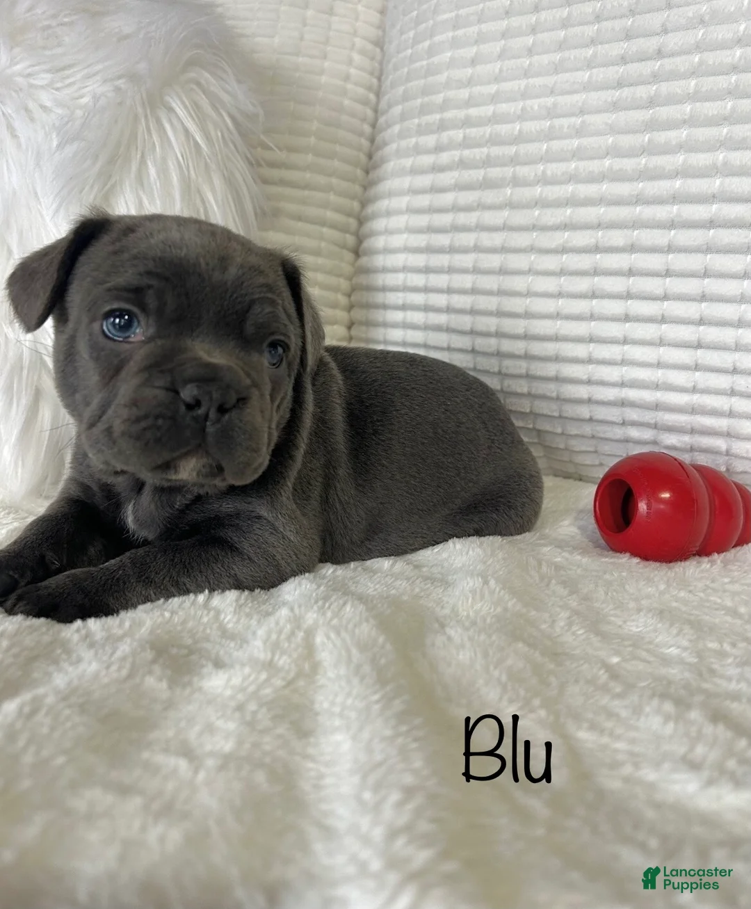 Mixed Breed dogs for sale: Blu - Ad 10