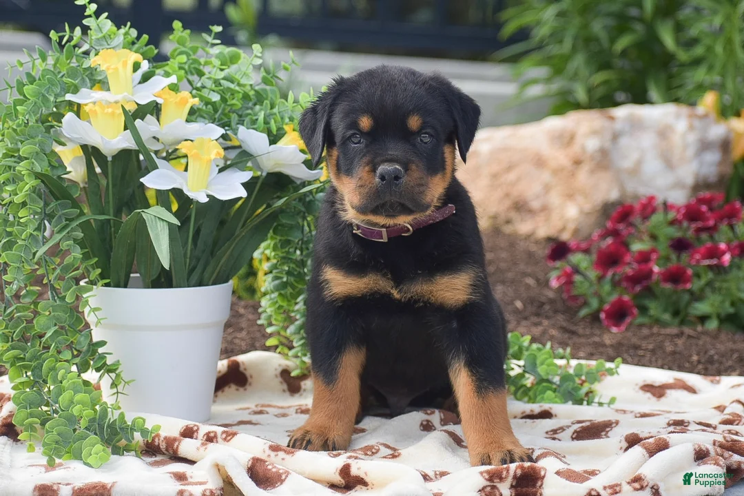 Rottweiler dogs for sale: Hank - Ad 1