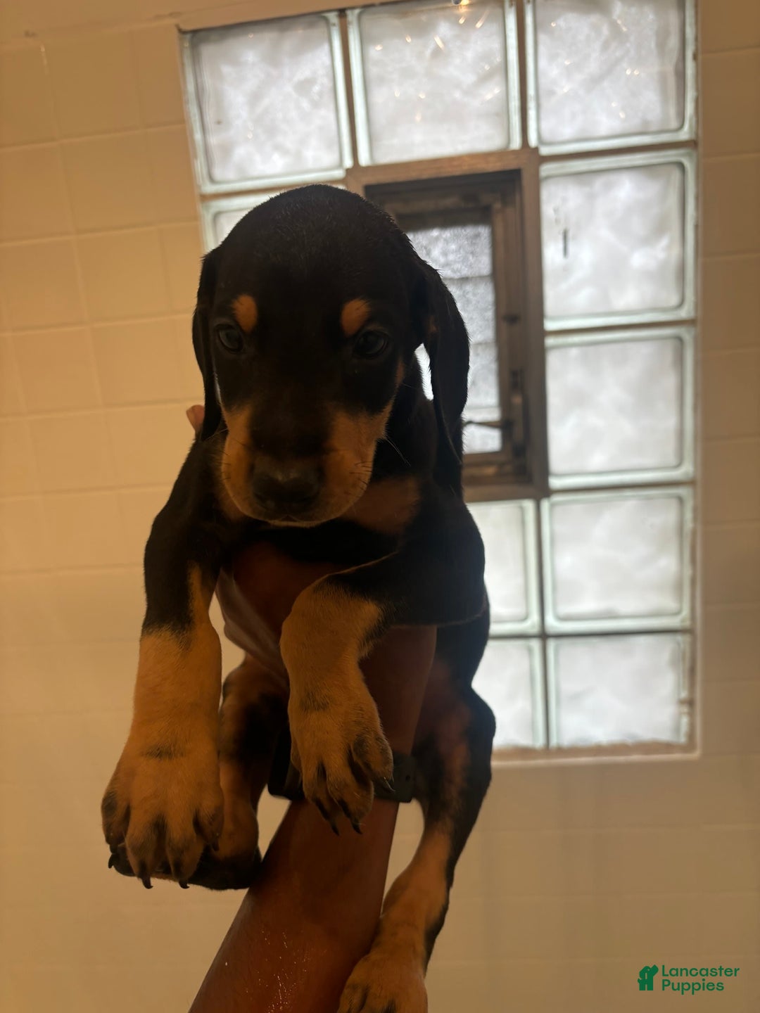 Gallery Image {{count}}