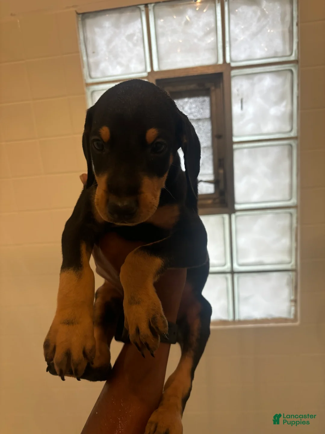 Gallery Image {{count}}