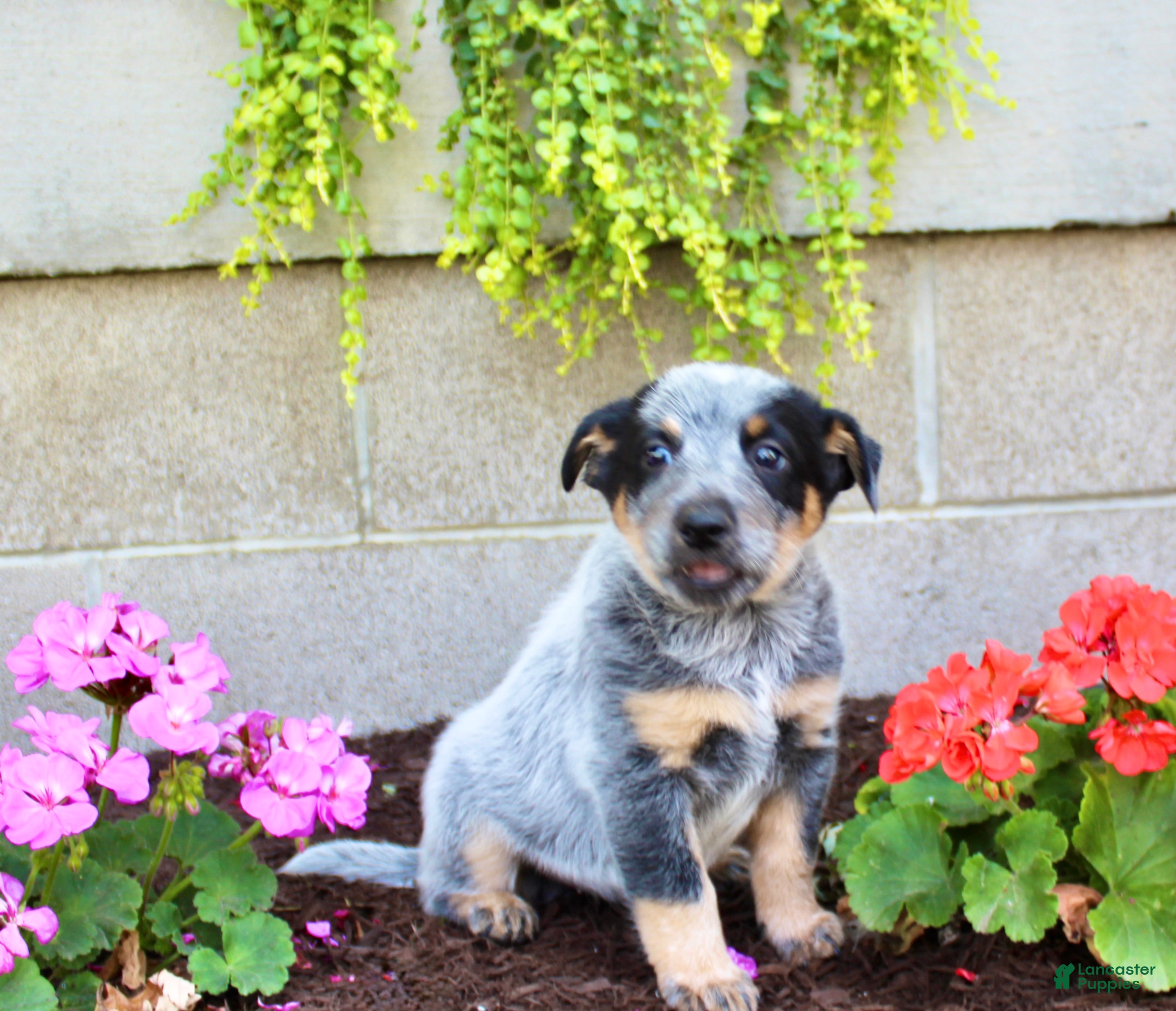 Australian Cattle Dog dogs Buddy - Ad 1