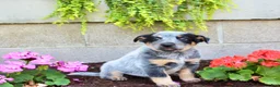 Australian Cattle Dog dogs for sale: Buddy - Ad 3