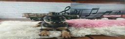 Chihuahua dogs for sale: Autumn blk tan girl. Hand Delivery  - Ad 6