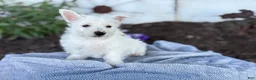 West Highland Terrier dogs for sale: Bentley - Ad 7