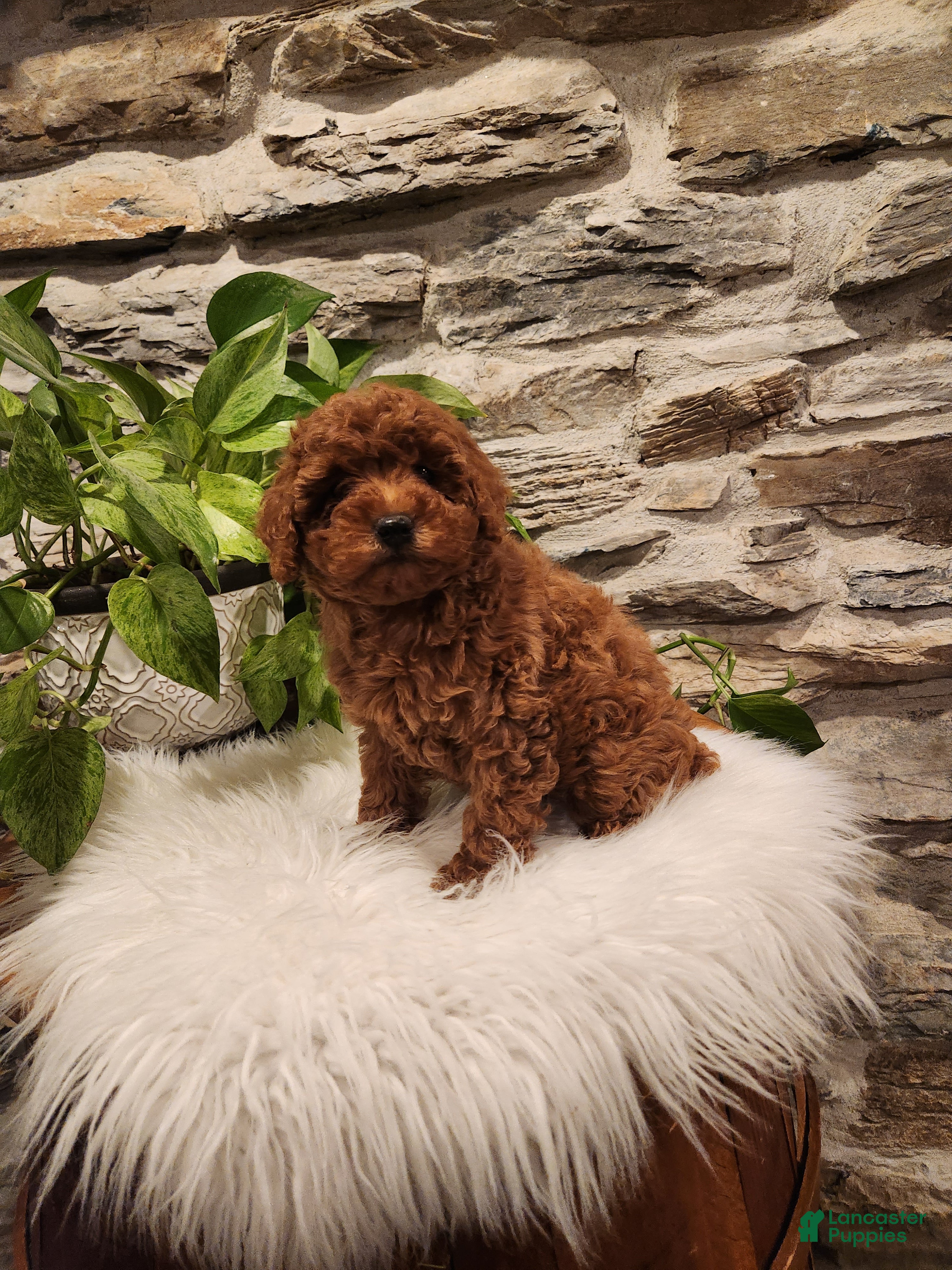 Mini Goldendoodle dogs BAILEY - Mini Goldendoodle Fluffy Puppy 8 - Ad 2