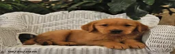 Golden Retriever dogs for sale: Bryce - Ad 3