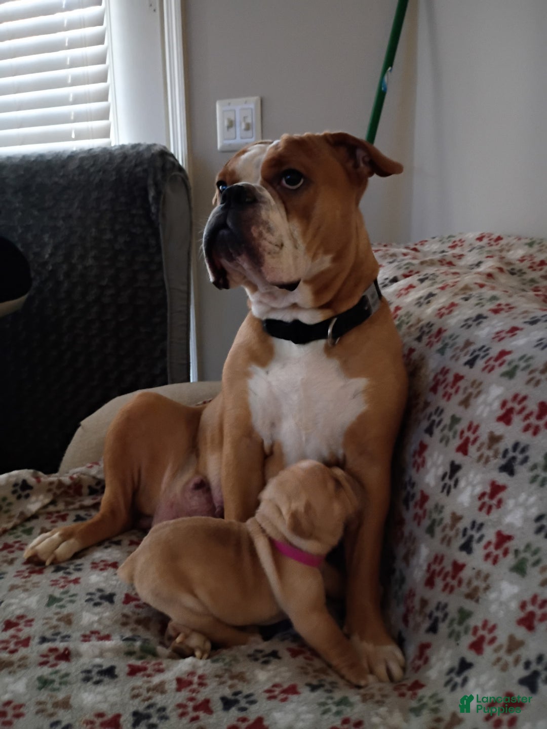Olde English Bulldogge dogs for sale: Olde English Bulldogge Puppy 1 - Ad 3