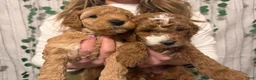 Cavapoo dogs for sale: Blitz  - Ad 9