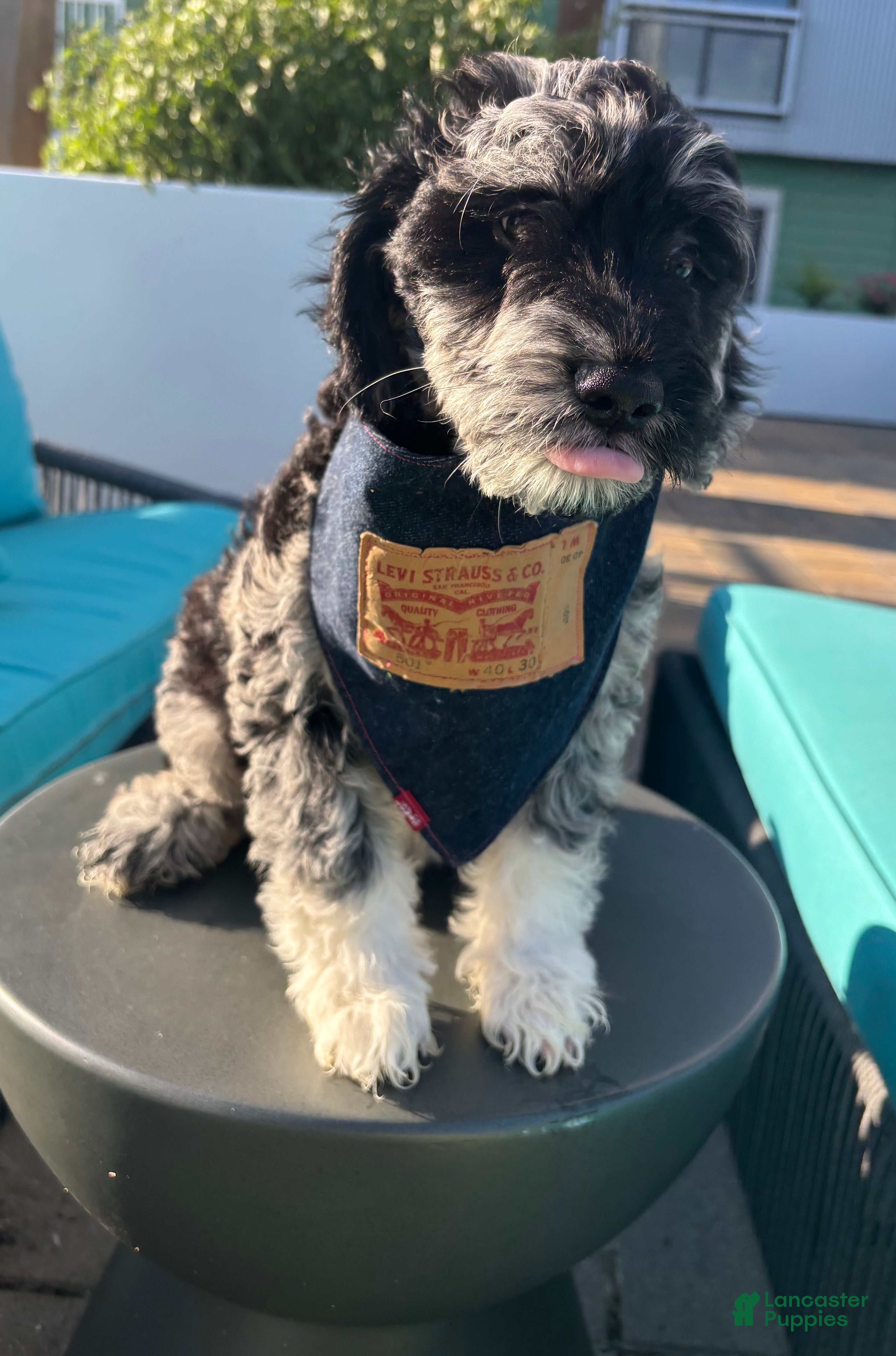 Goldendoodle dogs Luna  - Ad 1
