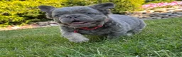 French Bulldog dogs for sale: Banjo Video ad - Ad 4