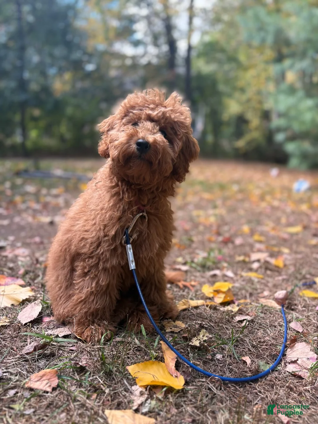 Labradoodle dogs for sale: Labradoodle 1 - Ad 2