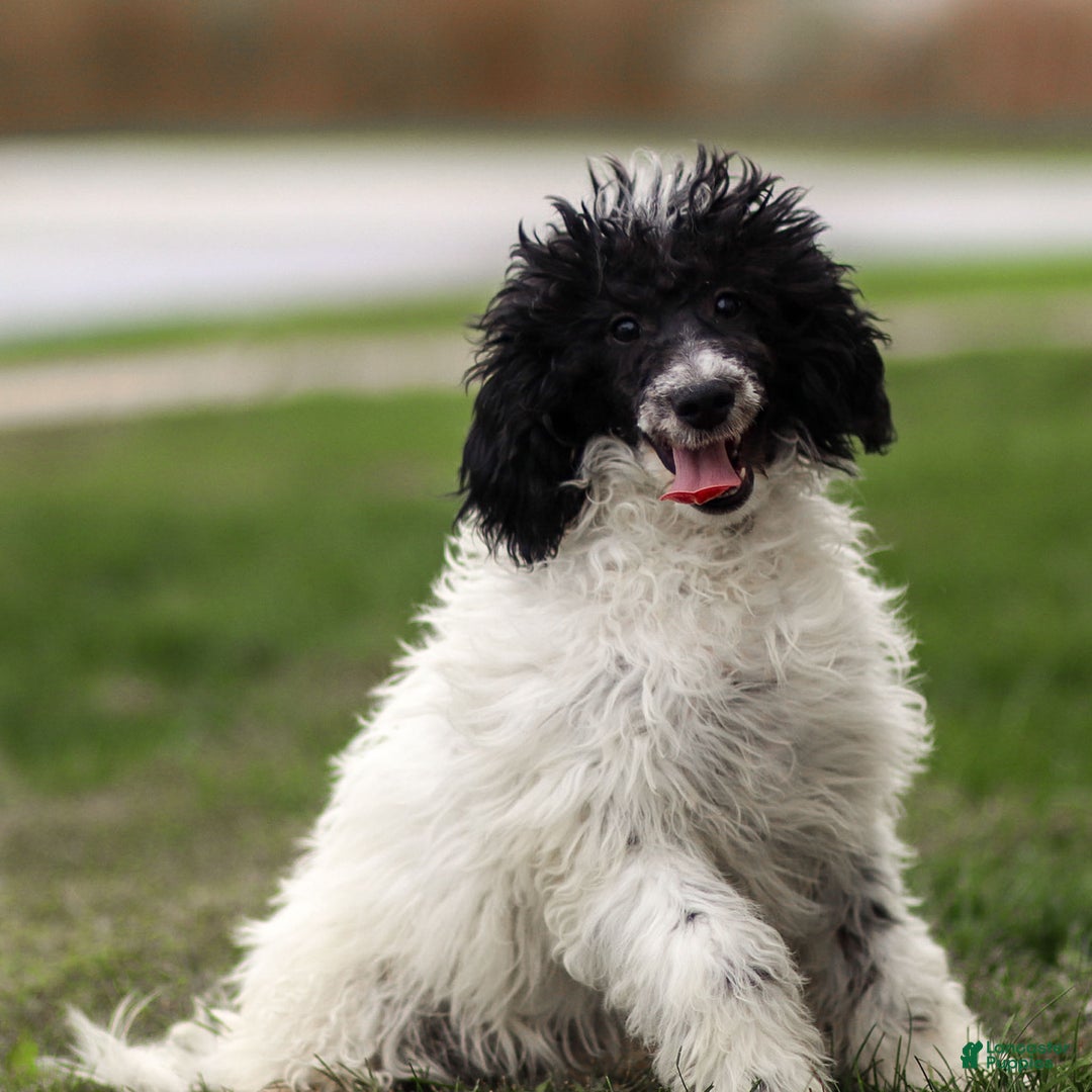 Goldendoodle dogs for sale: Odette - Ad 20