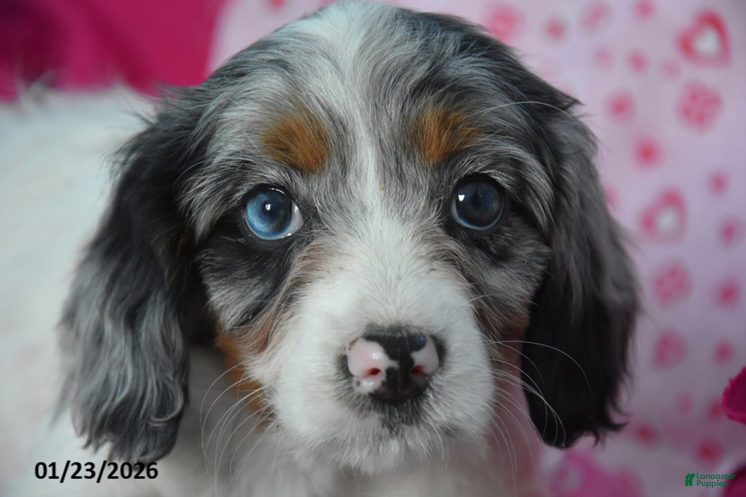 Cavapoo dogs for sale: Reba - Ad 3