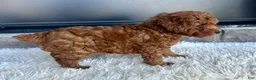 Toy Poodle dogs for sale: Roscoe - Ad 3