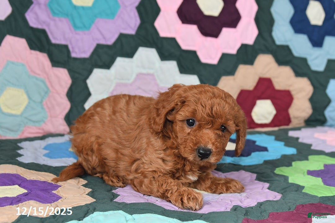 Mixed Breed dogs for sale: Lucy - Ad 5