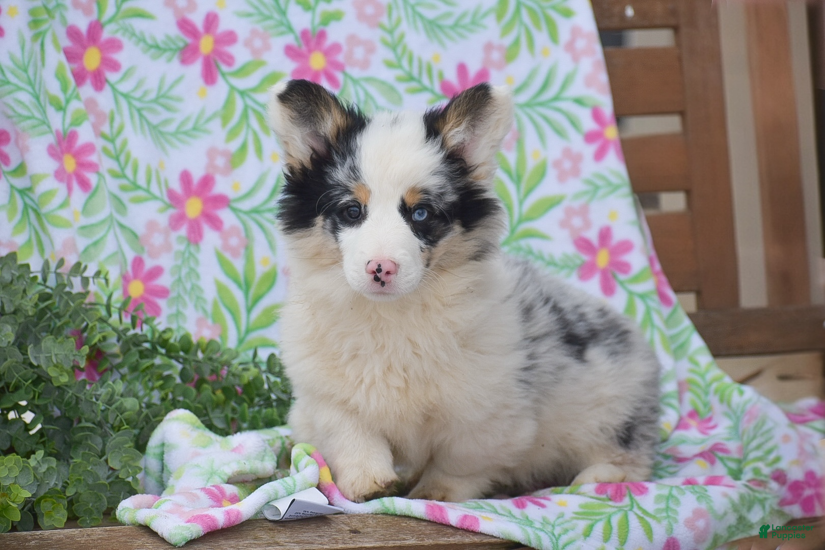 Welsh Corgi Pembroke dogs Maffin - Ad 1