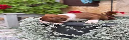 Boston Terrier dogs for sale: Kelli - Ad 5