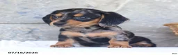 Miniature Dachshund dogs for sale: Violet - Ad 4