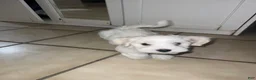 Maltese dogs for sale: Maltese 1 - Ad 11