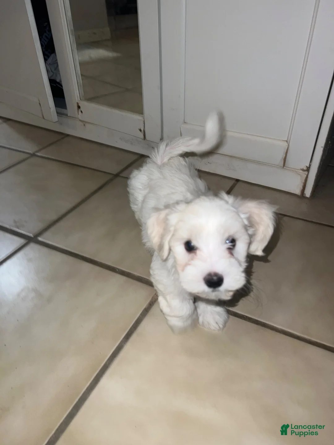 Maltese dogs for sale: Maltese 1 - Ad 11