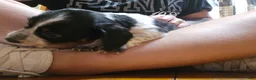 Miniature Dachshund dogs for sale: Miniature Dachshund 4 - Ad 16