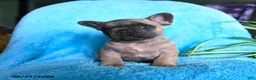 French Bulldog dogs for sale: Foster - Ad 10