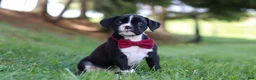 Boxer dogs for sale: Lane - Ad 3