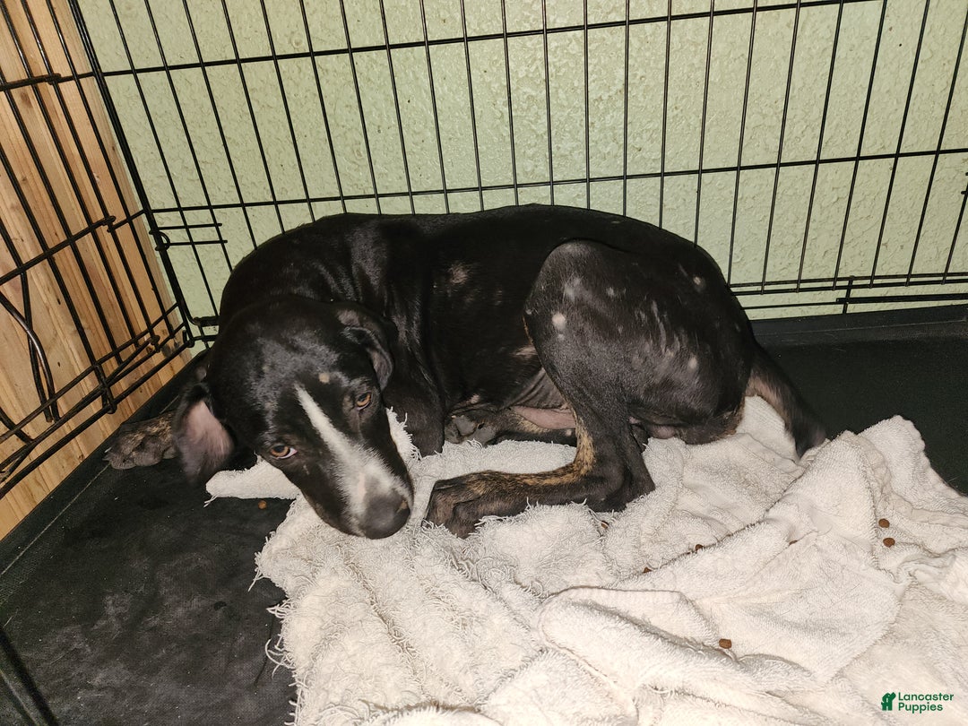 Catahoula Leopard Dog dogs for sale: Juliet 2025 Male 4 - Ad 19