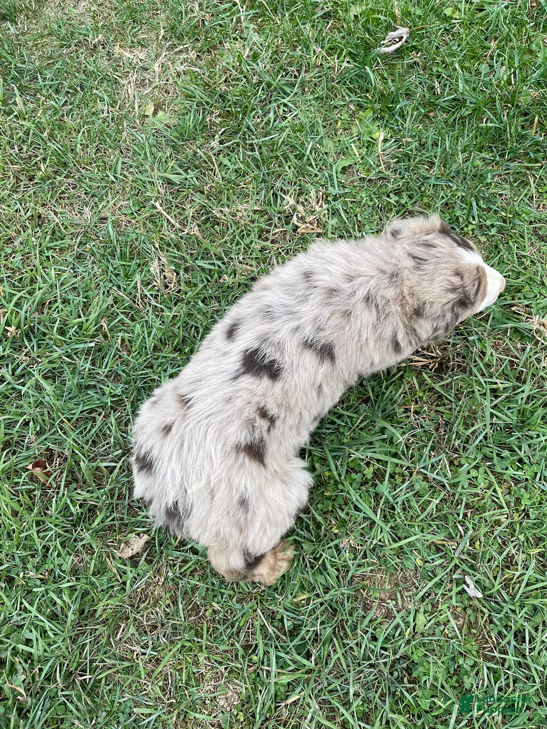 Australian Shepherd dogs for sale: Percy - Ad 7