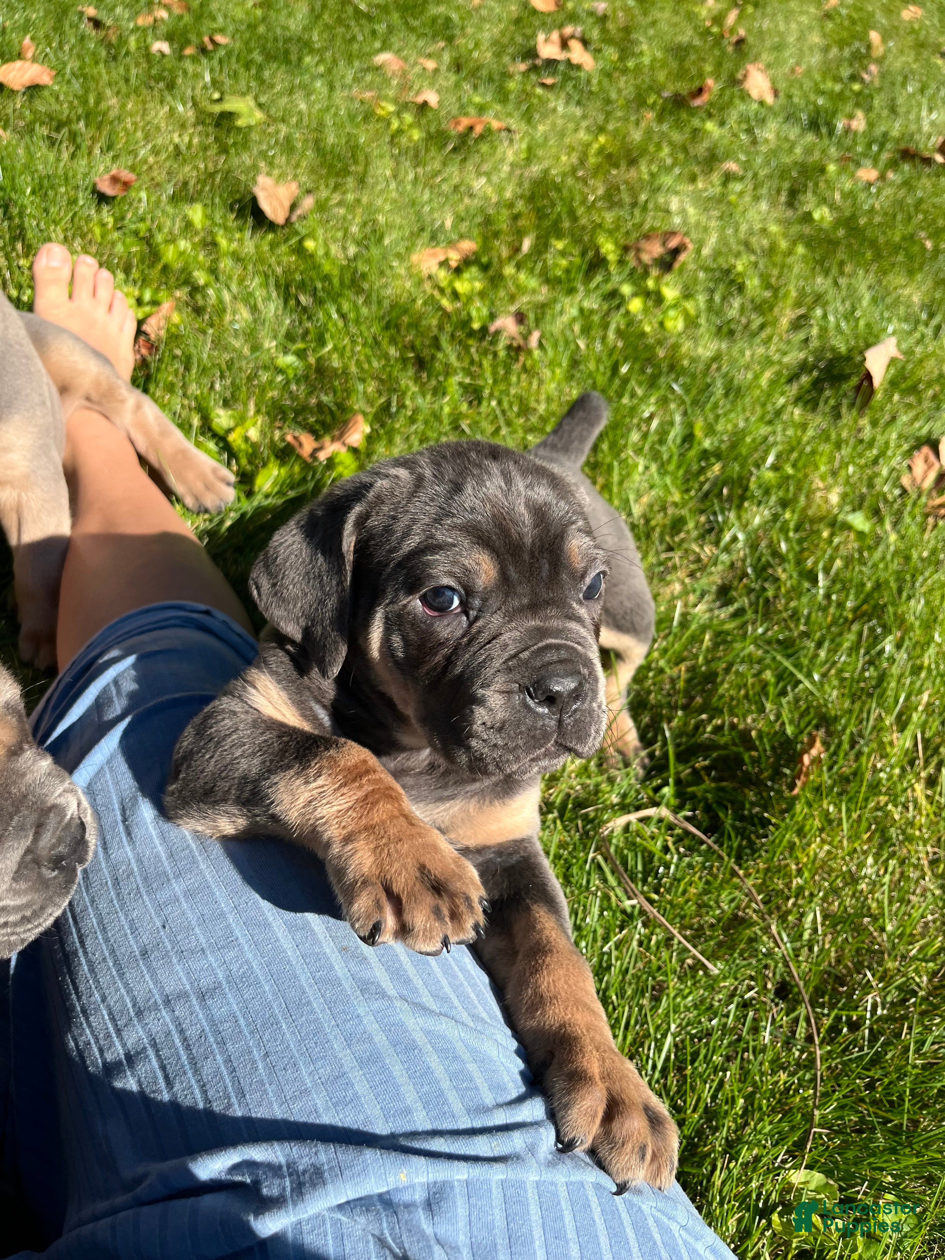Cane Corso dogs for sale: Masey - Ad 2