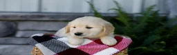 Golden Retriever dogs for sale: Bennett - Ad 7