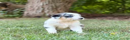 Australian Shepherd dogs for sale: Mason - Ad 4