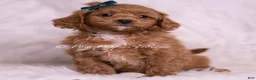 Maltipoo dogs for sale: Jaylen - Ad 2