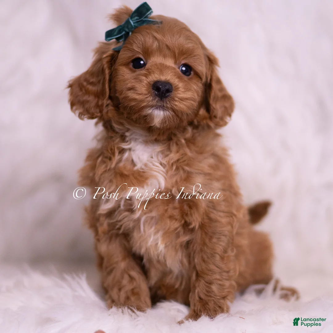 Maltipoo dogs for sale: Jaylen - Ad 2