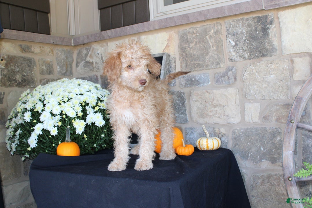 Mixed Breed dogs for sale: Sunshine - Ad 4