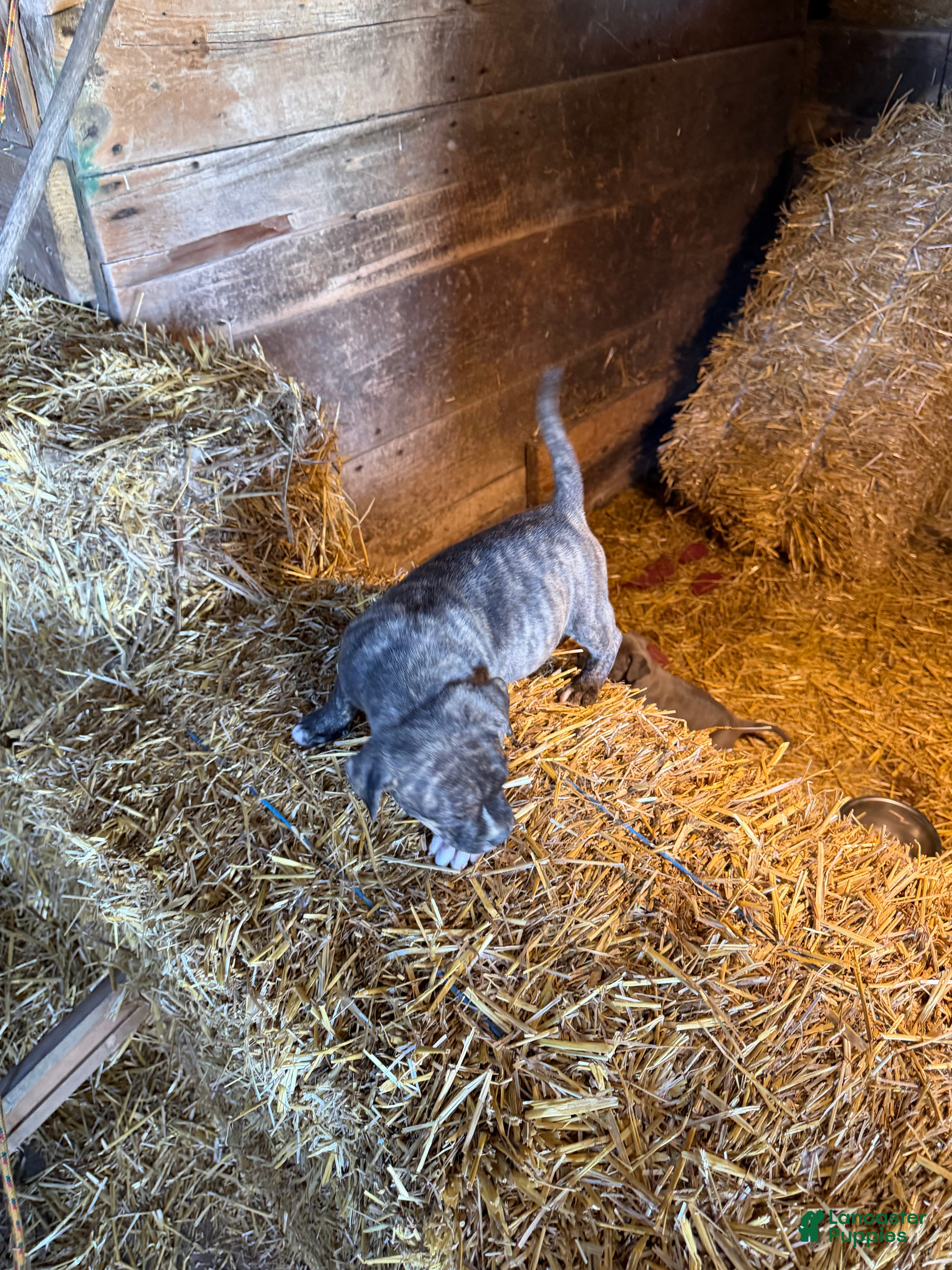American Pit Bull Terrier dogs for sale: American Pit Bull Terrier Puppy 2 - Ad 1