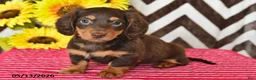 Miniature Dachshund dogs for sale: Dusty - Ad 1