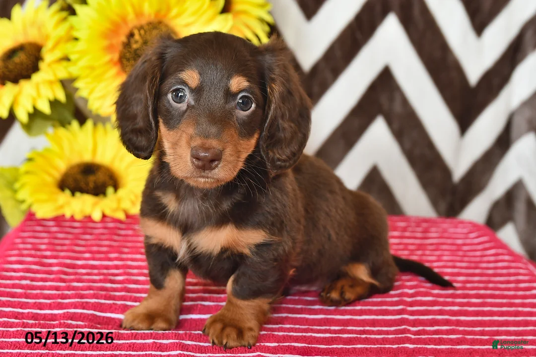 Miniature Dachshund dogs for sale: Dusty - Ad 1