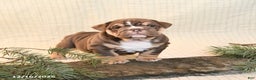 English Bulldog dogs for sale: Coffee - Ad 3