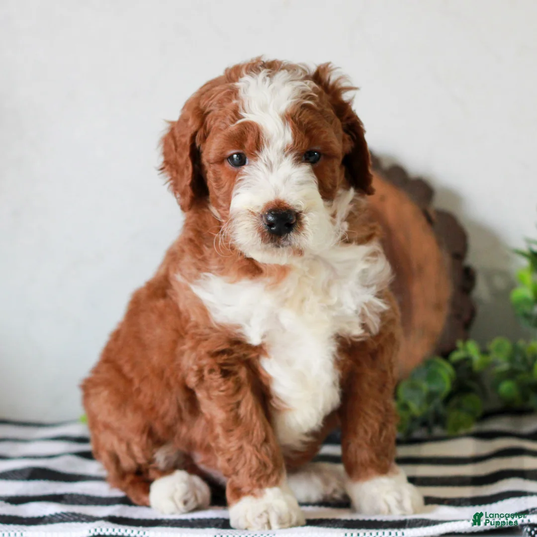 Mini Goldendoodle dogs for sale: Asher  - Ad 2