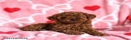 Toy Poodle dogs for sale: Timothy - Ad 3