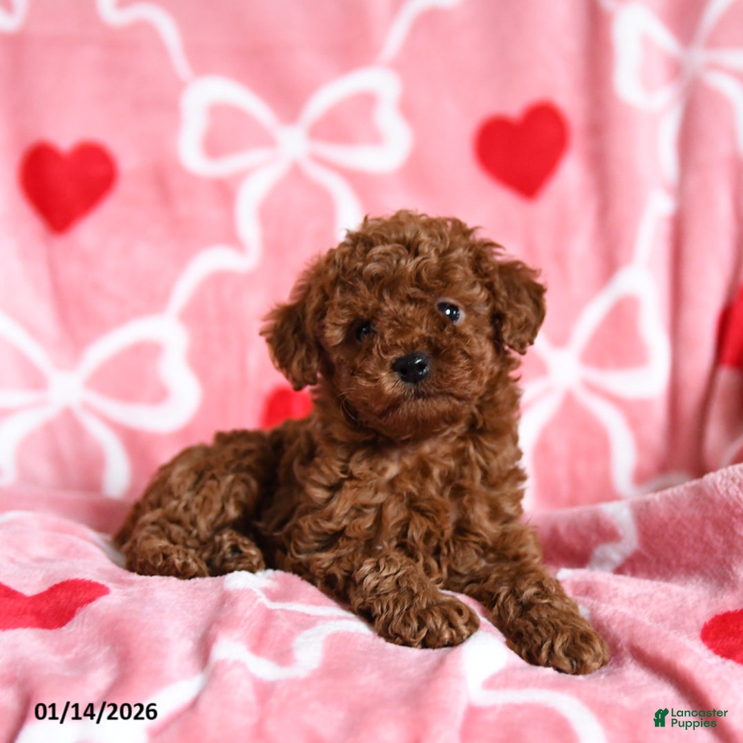 Toy Poodle dogs for sale: Timothy - Ad 3