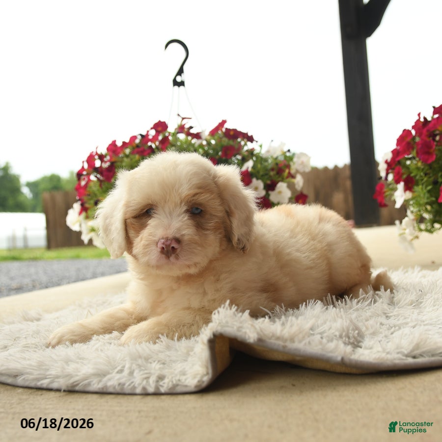 Aussiedoodle dogs Otto - Ad 2