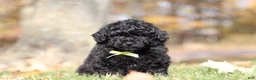 Miniature Poodle dogs for sale: Carter (AKC) - Ad 4