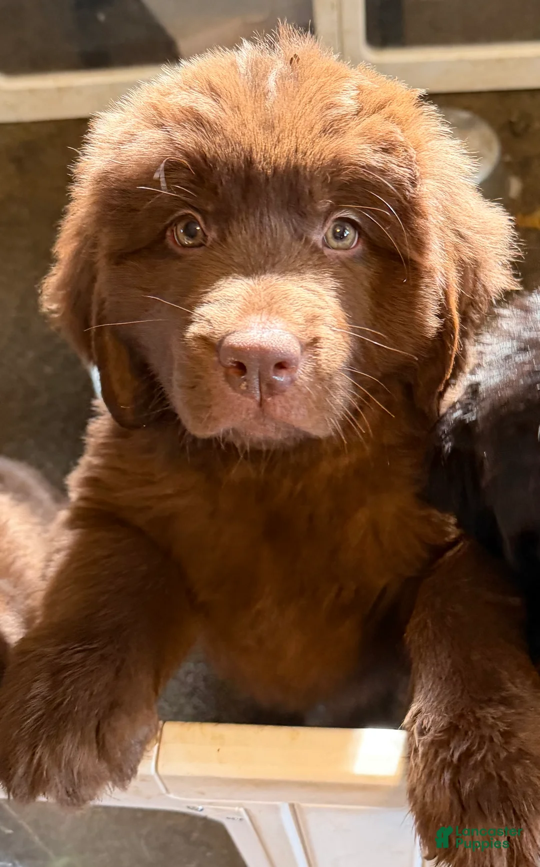 Newfoundland dogs for sale: Newfoundland Puppy 2 Hera - Ad 1